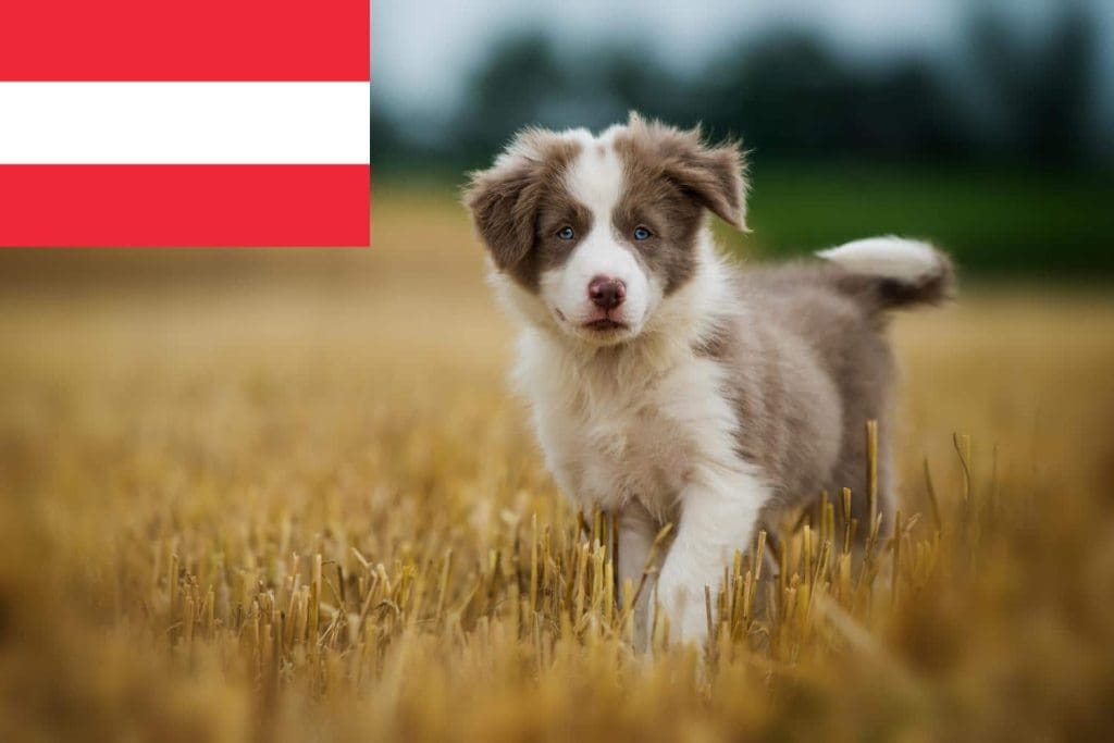 Hundewelpen Vom Bauernho