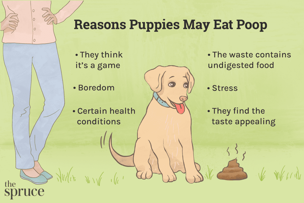 What to Put in Dog Food to Stop Eating Poop