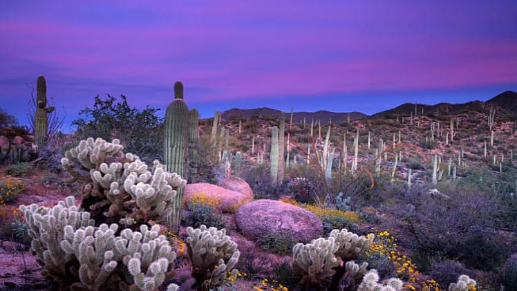 Arizona: Where Cacti Bloom and Sunsets Glow! Istockphoto 157308160 612x612