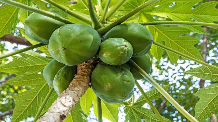 Papaya Party: Unleashing the Power of the Best Enzyme! Papaya